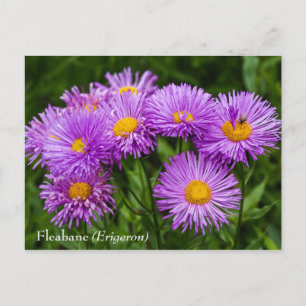 Cartão Postal Cartão-postal das flores roxas (Erigeron)
