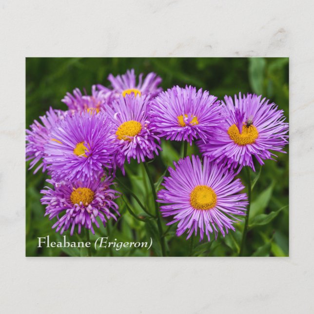 Cartão Postal Cartão-postal das flores roxas (Erigeron) (Frente)