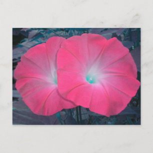 Cartão Postal Cartão-postal das Glórias da Manhã Teal Rosa N