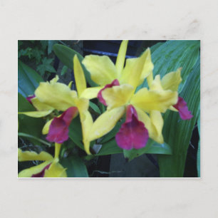 Cartão Postal Cartão-postal das orquídeas amarelas e violetas