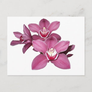 Cartão Postal Cartão-postal das Orquídeas de Cymbidium Rosa