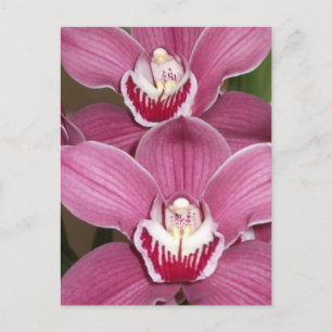 Cartão Postal Cartão-postal das Orquídeas de Cymbidium Rosa