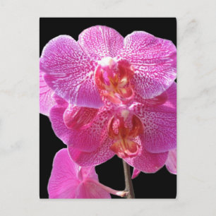 Cartão Postal Cartão-postal das Orquídeas Rosa Bloqueadas