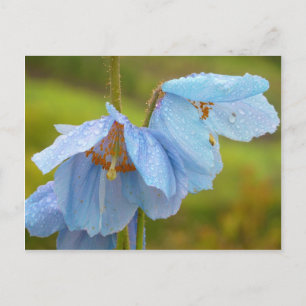 Cartão Postal Cartão-postal das Poppies Himalaias