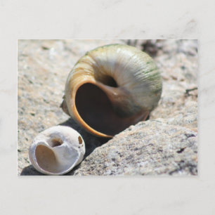 Cartão Postal Cartão-postal das prateleiras