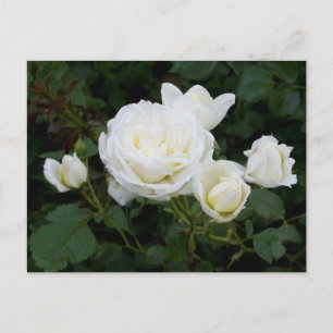Cartão Postal Cartão-postal das rosas brancas