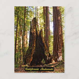 Cartão Postal Cartão-postal das Sequoias da Califórnia