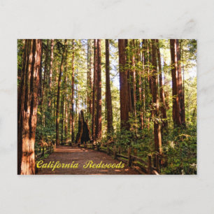 Cartão Postal Cartão-postal das Sequoias da Califórnia