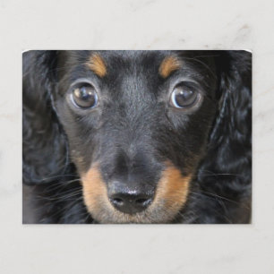 Cartão Postal Cartão-postal Daschund Puppy