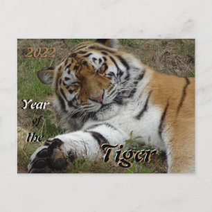 Cartão Postal Cartão-postal de 2022 para os Chineses do Tigre Bo
