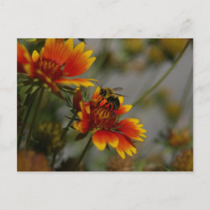 Cartão Postal Cartão-postal de abelha e flor laranja