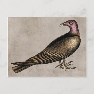 Cartão Postal Cartão-postal de Abutre Turquia