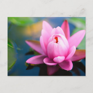 Cartão Postal Cartão-postal de água cor-de-rosa
