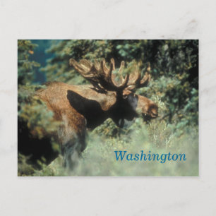 Cartão Postal cartão-postal de alce macho de Washington