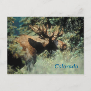 Cartão Postal cartão-postal de alce macho do Colorado