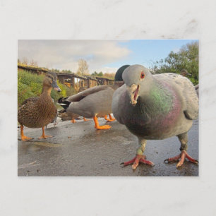 Cartão Postal Cartão-postal de alimentação de aves