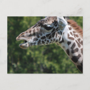 Cartão Postal Cartão-postal de alimentação Giraffe