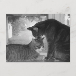 Cartão Postal Cartão-postal de amigos