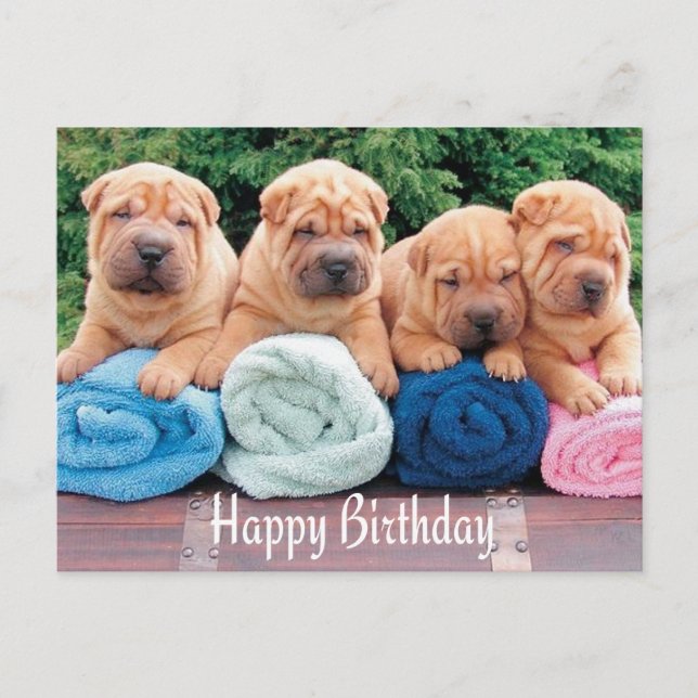 Cartão Postal Cartão-postal de aniversário feliz chinês Shar Pei (Frente)