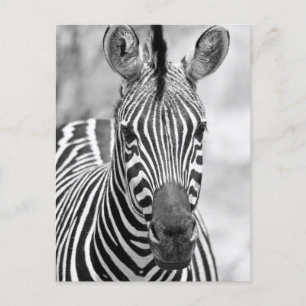 Cartão Postal Cartão-postal de aniversário Zebra