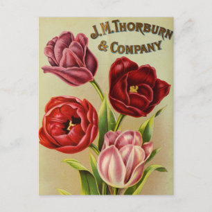 Cartão Postal Cartão-postal de anúncio de sementes vintage