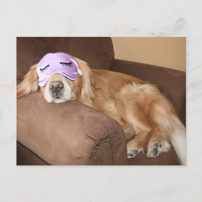 Cartão Postal Cartão-postal de aposentadoria do ouro Retriever (Frente)