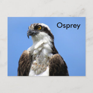 Cartão Postal Cartão-postal de aprendizado Osprey (4964)