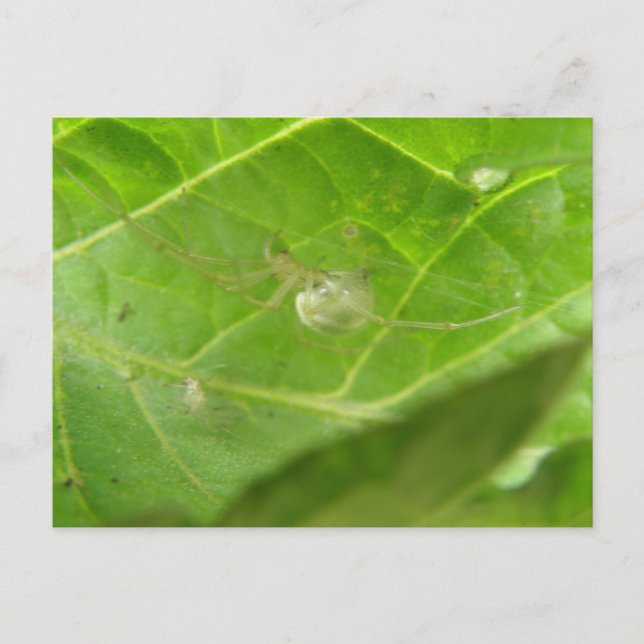 Cartão Postal Cartão-postal de aranha (Frente)