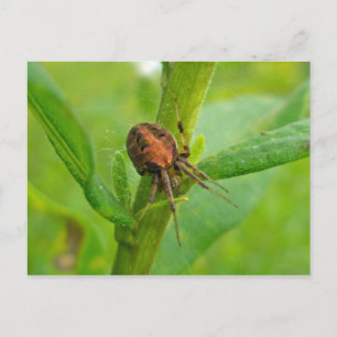 Cartão Postal Cartão-postal de aranha laranja castanho Araneus