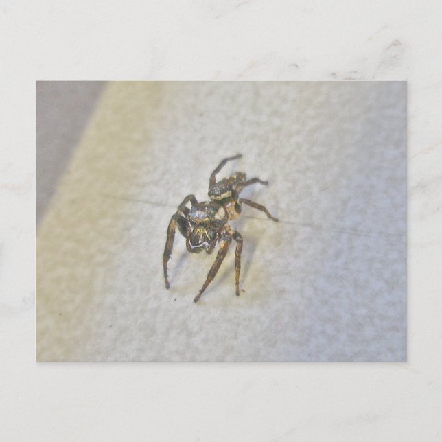 Cartão Postal Cartão-postal de aranha salpicante (Frente)
