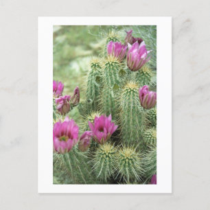 Cartão Postal Cartão-postal de Arizona de Bloom de Trill Rosa