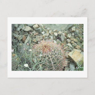 Cartão Postal Cartão-postal de Arizona de Poesia do Deserto Cact