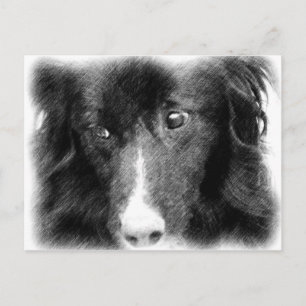 Cartão Postal Cartão-postal de Arte Animal Collie de Borda Negr