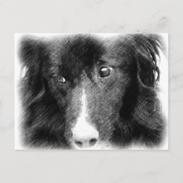Cartão Postal Cartão-postal de Arte Animal Collie de Borda Negra (Frente)