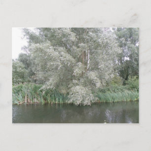 Cartão Postal Cartão-postal de árvore branca e paisagem fluvial