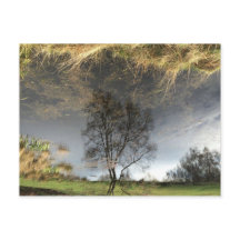 Cartão-postal de árvore de fotografia com reflexõe