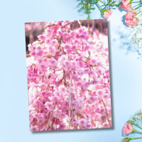 Cartão-postal de árvore selvagem, cor-de-rosa,