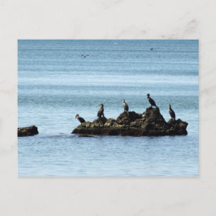 Cartão Postal Cartão-postal de aves