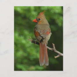 Cartão Postal Cartão-postal de aves cardinal de norte