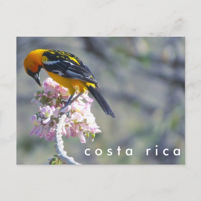 Cartão Postal Cartão-postal de aves da Costa Rica (Frente)