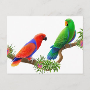 Cartão Postal Cartão-postal de Aves Eclectus