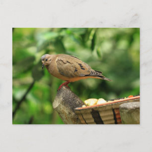 Cartão Postal Cartão-postal de aves tropicais