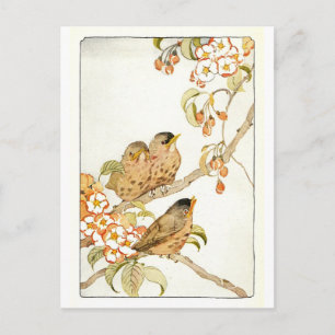 Cartão Postal Cartão-postal de Aves Vintage