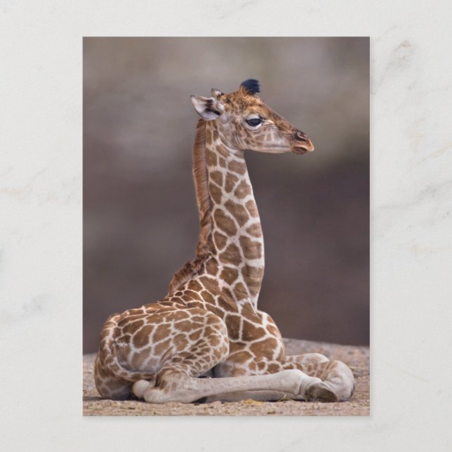Cartão Postal Cartão-postal de Baby Giraffe (Frente)