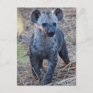 Cartão Postal Cartão-postal de Baby Hyena