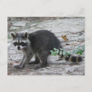 Cartão Postal Cartão-postal de Baby Raccoon