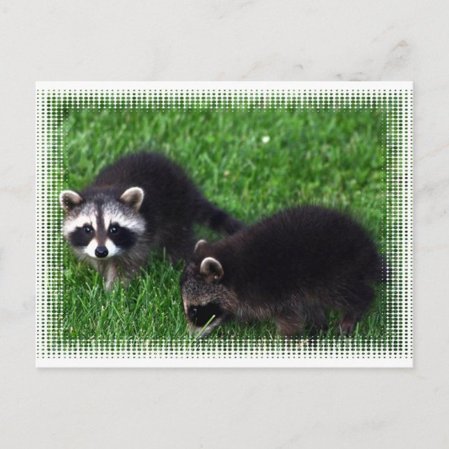 Cartão Postal Cartão-postal de Baby Raccoons (Frente)