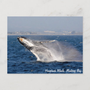 Cartão Postal Cartão-postal de Balança de Baleia Humpback
