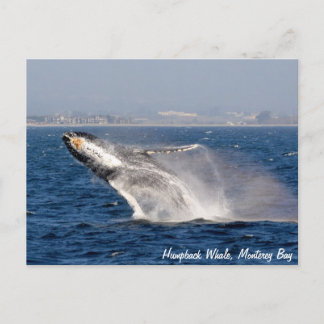 Cartão Postal Cartão-postal de Balança de Baleia Humpback