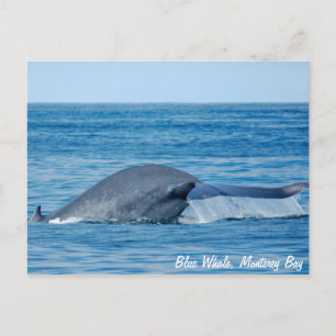Cartão Postal Cartão-postal de baleia azul